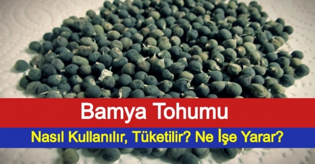 Bamya Tohumu Nasıl Kullanılır, Tüketilir? Ne İşe Yarar?