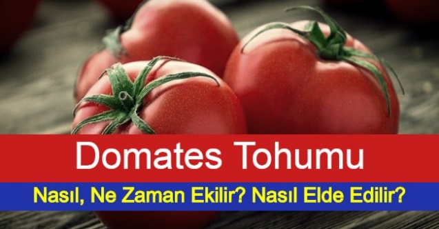 Domates Tohumu Nasıl, Ne Zaman Ekilir? Nasıl Elde Edilir?