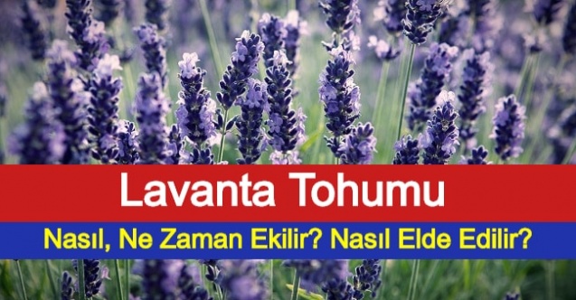 Lavanta Tohumu Nasıl, Ne Zaman Ekilir? Nasıl Elde Edilir?
