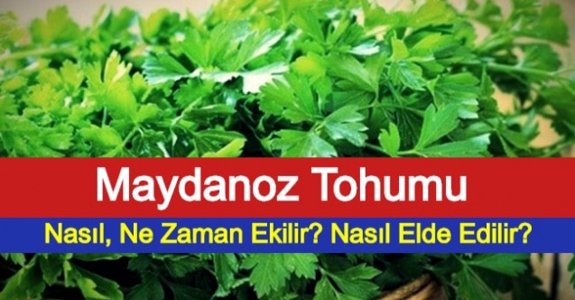 Maydanoz Tohumu Nasıl, Ne Zaman Ekilir? Nasıl Elde Edilir?