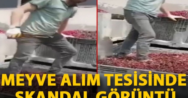 Afyonkarahisar'da Meyve Alım Tesisinde Skandal Görüntü