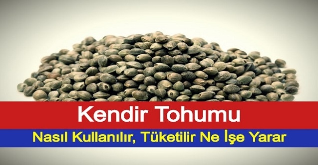 Kenevir Nedir Kenevir Nelerde Kullanilir