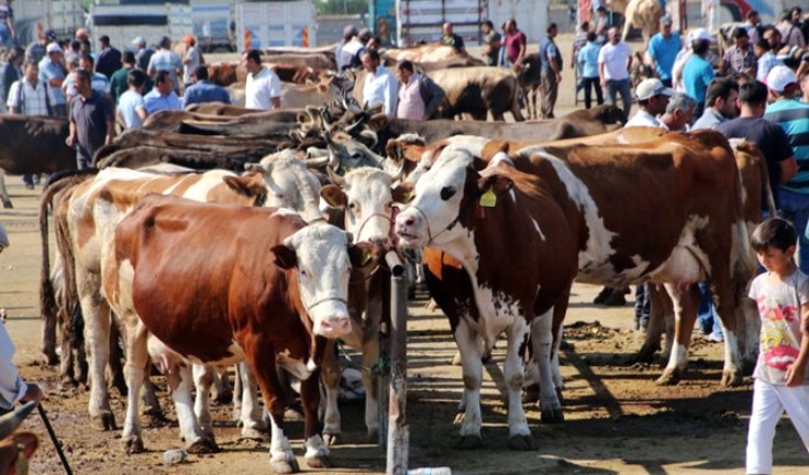 Kurban Kesme İle İlgili Çeşitli Meselelerin Soruları Ve Cevapları