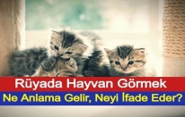 Rüyada Hayvan Görmek Ne Anlama Gelir, Neyi İfade Eder?