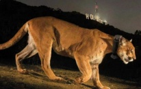 ABD' de Korkunç Olay 5 Yaşındaki Çocuğa Saldırdı