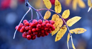 Ormanlara dikilecek 100 bin meyve fidanı hem insanları hem bozayıları rahatlatacak (2) - KARS