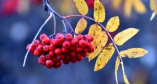 Ormanlara dikilecek 100 bin meyve fidanı hem insanları hem bozayıları rahatlatacak (2) - KARS