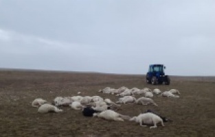 Afyonkarahisar'ın İhsaniye ilçesinde Yıldırım düşmesi sonucu 34 koyun telef oldu