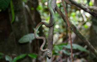 Yılanlar Nasıl Uçar (İpucu: Uçakta Değil), uçan yılanlar