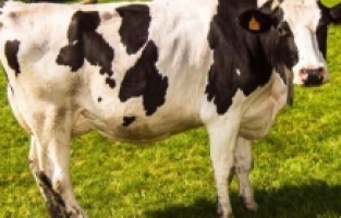 Rüyada Beyaz ve Kahverengi Bir İneğin Kovalaması – İslami ve Dini Yorumlar