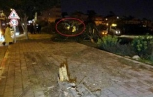 Antalya’da Feci Kaza! Polis Memurunun Aracı Kaldırıma Çarpıp Ağaçları Söktü, Sürücü Ağır Yaralandı