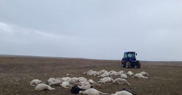 Afyonkarahisar'ın İhsaniye ilçesinde Yıldırım düşmesi sonucu 34 koyun telef oldu