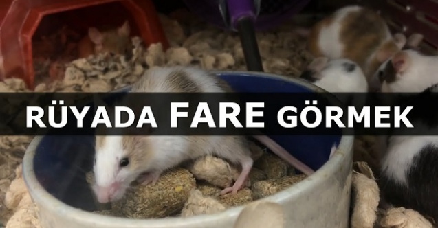 Rüyada Fare Görmek