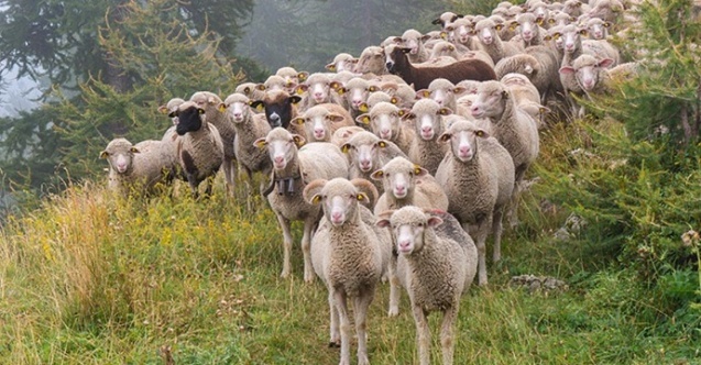 Rüyada Koyun Sürüsü Görmek