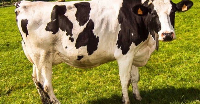 Rüyada Beyaz ve Kahverengi Bir İneğin Kovalaması – İslami ve Dini Yorumlar